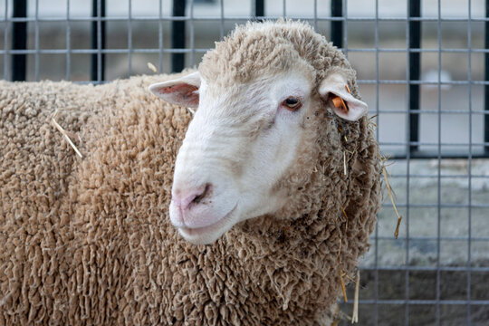 Schaf (Ovis)