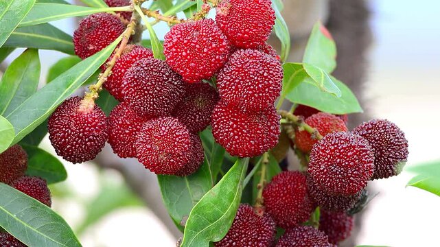 A stunning, high-definition close-up shot of vibrant red Yamamomo (Japanese bayberry) berries. In the Golden Hour.