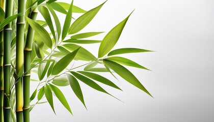 Fototapeta premium A Fresh Green Bamboo Branch With Numerous Leaves Extends Across A Pure Transparent Background
