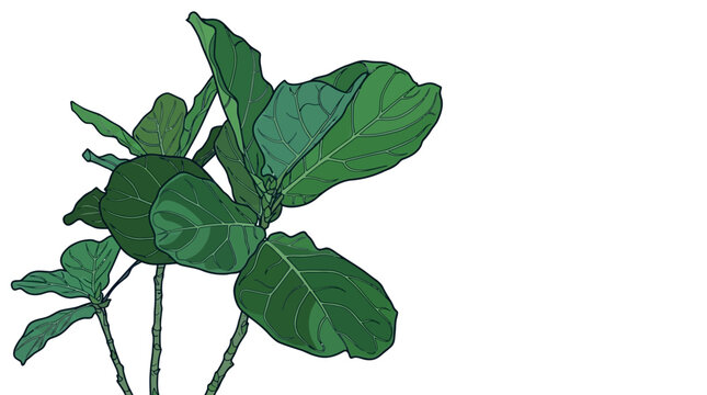 Ręcznie rysowana ilustracja rośliny doniczkowej typu fikus lirolistny z dużymi, zielonymi liśćmi na czystym, białym tle, idealna do projekt&oacute;w graficznych i dekoracji wnętrz.