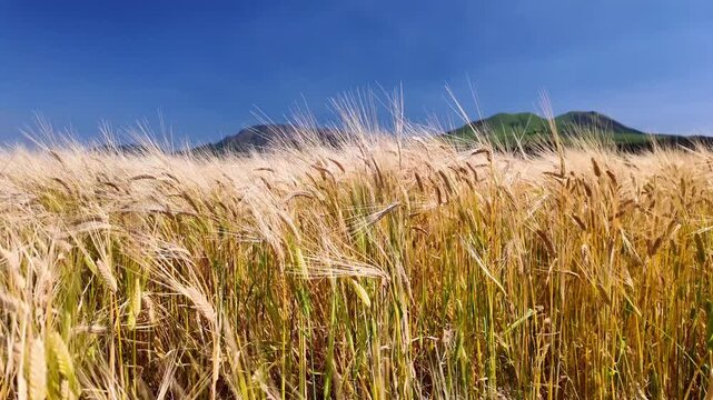 風に揺れる麦の穂と阿蘇五岳