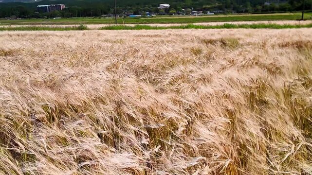 風に揺れる麦の穂と阿蘇五岳