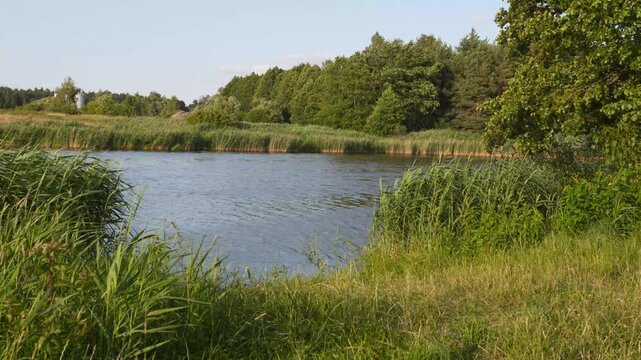 Calm Lake Water Reflects Blue Sky Surrounded by Swaying Green Reeds Forest Background 4K Footage