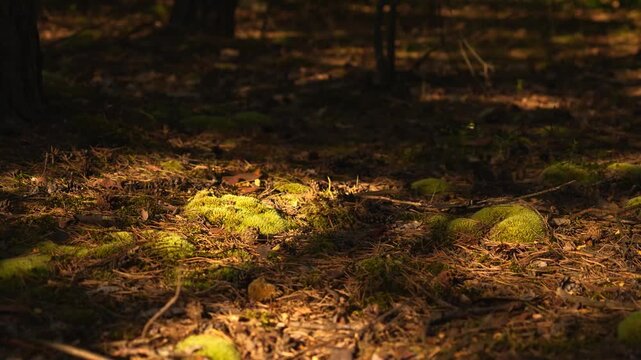 4K Forest Floor Sunlight Dappled Mossy Ground Peaceful Nature Background Organic Textures Woodland Ambiance