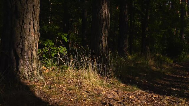 Sun-dappled Forest Path Winding Through Evergreen Trees Peaceful Woodland Walkway with Sunlight Filtering Through Canopy 4K Footage.