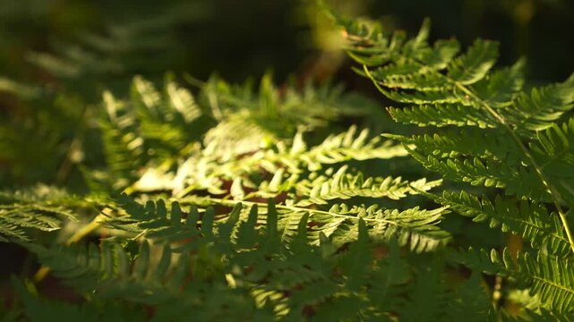 4K Slow Motion Green Fern Fronds Gently Swaying in Filtered Sunlight Woodland Nature Background