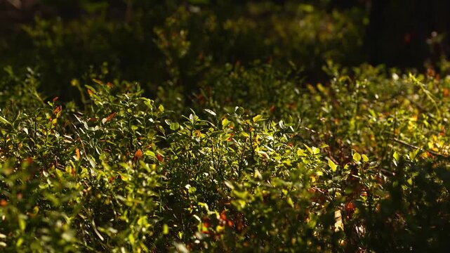 4K Dappled Sunlight Filters Through Rustling Green Leafy Bushes Gentle Breeze Movement Natural Outdoor Environment for Nature Backgrounds