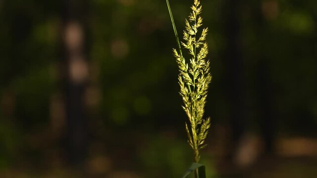 4K Macro Grass Stalk with Seed Head Swaying Gently in Sunlight Against Blurred Green Forest Bokeh Peaceful Nature Background