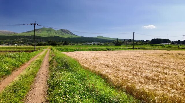 風に揺れる麦の穂と阿蘇五岳