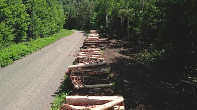 4K Drone Footage of Cut Timber Logs Stacked on Dirt Roadside in Forest Logging Site with Idle Equipment 