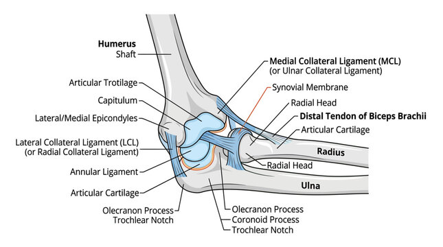 Elbow Joint Anatomy Diagram: Bones, Ligaments, Tendons, and Cartilage