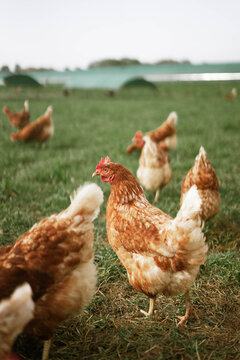 A flock of free-range chickens walking across a green pasture on a countryside farm. Organic poultry farming and sustainable agriculture concept.