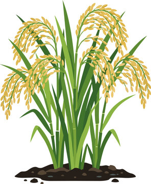 Vibrant Vector Illustration of Mature Rice Plant with Golden Grains Ready for Harvest agriculture crop farming organic tracing digital clean