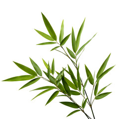 Fototapeta premium Green Bamboo Branch