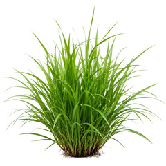Fototapeta premium Ornamental Grass Plant