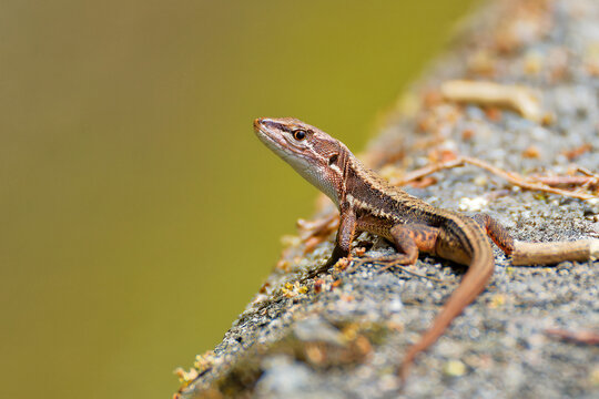 振り返えるニホンカナヘビ(Japanese grass lizard)
