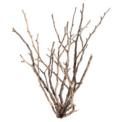 Fototapeta premium Dry Twig Branches