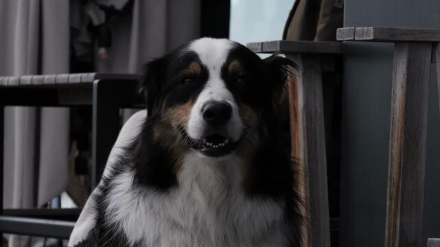 Australian Shepherd dog relaxing outdoors, close up view