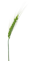 Fototapeta premium One green wheat spike isolated on white