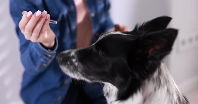 Woman giving liquid medicine to her dog from pipette at home, closeup