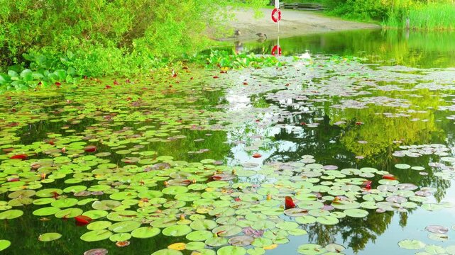 Water lily pads floating on calm lake with forest reflections