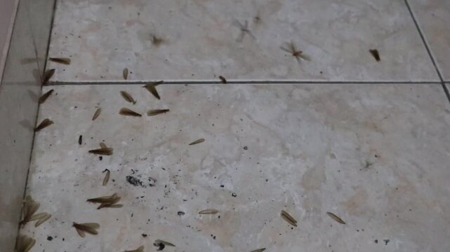 Flying termites (alates) falling onto the floor during a nuptial flight on a rainy night in a rural house in Java, Indonesia, marking the beginning of termite colony reproduction.