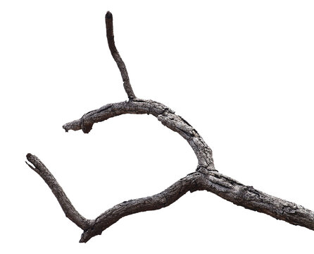 Dead branch with cracked bark isolated on transparent background.