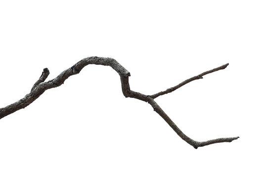 Dead branch with cracked bark isolated on transparent background.