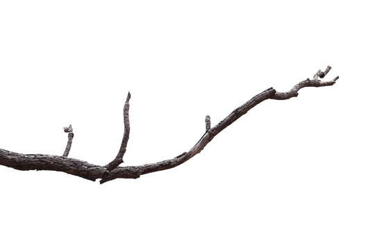 Dead branch with cracked bark isolated on transparent background.