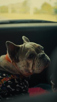 French Bulldog peeks through the car window