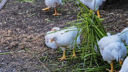 White poultry eating fresh greens on poultry farm grounds on a summer day. © Michel F