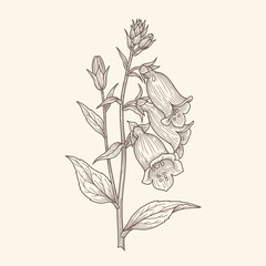 Detailed botanical illustration of a foxglove plant with bell-shaped flowers and leaves. © f collection