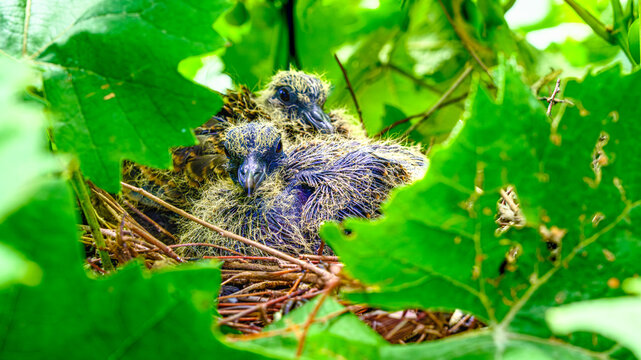 鳩のヒナ