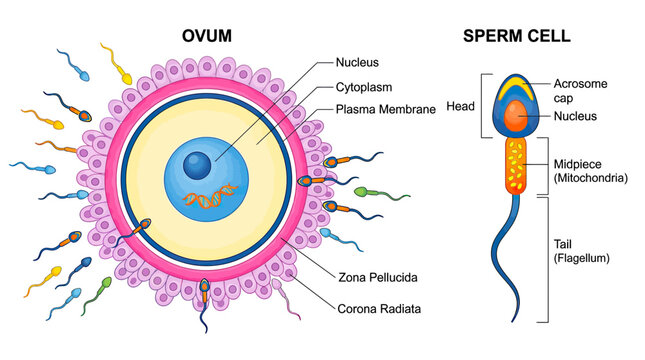 Ovum and Sperm Cell Diagram: Fertilization Process Illustration