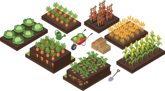 Set of isometric vegetable garden vector illustrations featuring raised beds with carrots potatoes tomatoes cabbage corn wheat wheelbarrow and farm tools