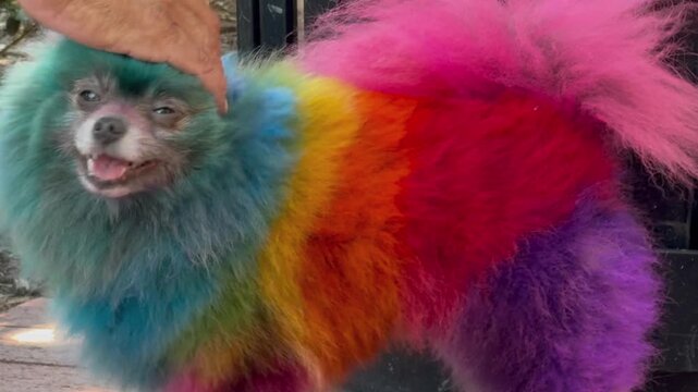 A small, fluffy Pomeranian dog happily smiles while showing off a creative pet grooming dye job featuring vibrant, multi-colored rainbow fur