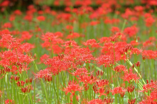 秋の自然風景 満開の彼岸花（曼珠沙華） / Autumn Nature Landscape with Blooming Red Spider Lily (Lycoris radiata)