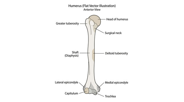 Humerus Bone Anatomy Anterior View Infographic