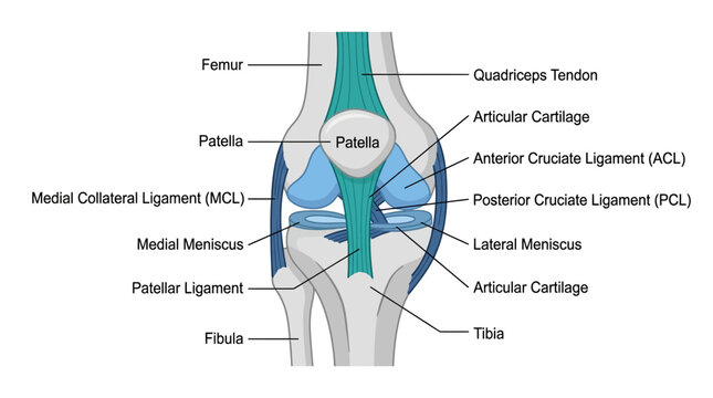 Human Knee Joint Anatomy Infographic