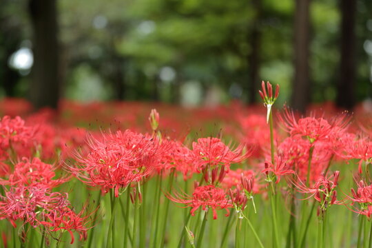 秋の自然風景 満開の彼岸花（曼珠沙華） / Autumn Nature Landscape with Blooming Red Spider Lily (Lycoris radiata)