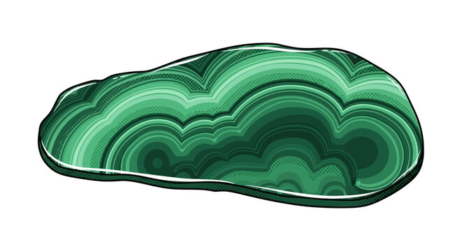 Polished slab of malachite stone vector featuring deep green swirled mineral patterns and concentric banding on a white background