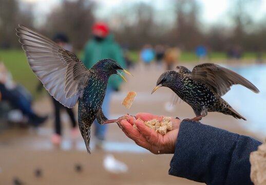 Close-up of a common starling bird perched on a human hand in Kensington Gardens, London