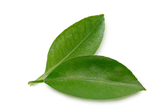 Two vibrant green lemon or orange leaves with smooth texture and natural veins. Fresh organic herbal foliage, isolated on white background