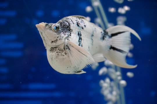 Black and white molly fish with striking blue eyes swims in clear blue water