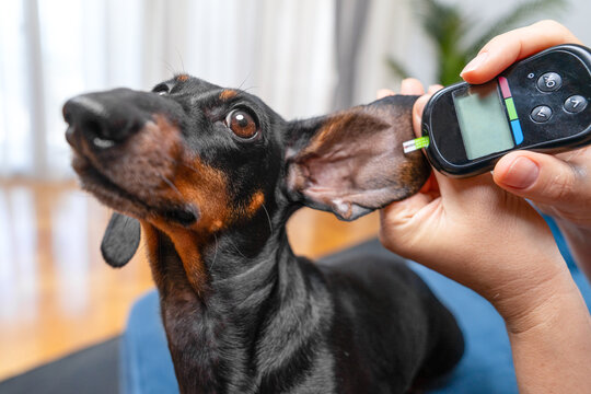 Curious black dachshund dog tilting its head while a hand measures insulin and glucose levels in the blood its long ear with a digital meter in a cozy home interior.