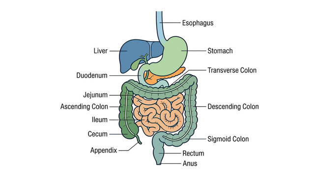 Human Digestive System Anatomy Diagram - Esophagus, Stomach, Intestines