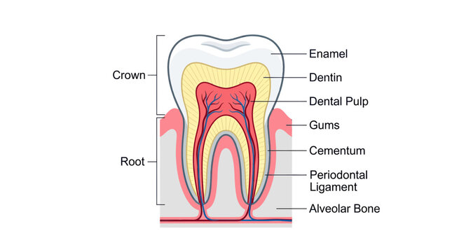Human Tooth Anatomy Diagram: Cross-section of Crown, Root, Enamel, Dentin, Pulp