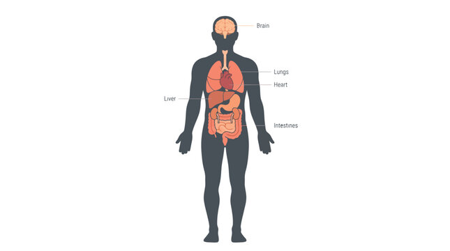 Detailed anatomical illustration showing internal human organs including brain heart lungs liver and digestive system