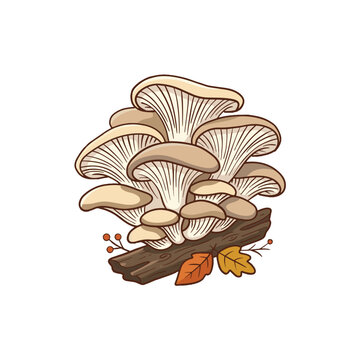 Fresh organic pleurotus Oyster mushroom vector illustration