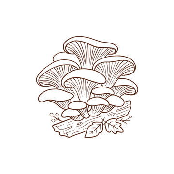 Fresh organic pleurotus Oyster mushroom vector illustration